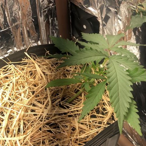 Tonha #1 growlog timeline photo