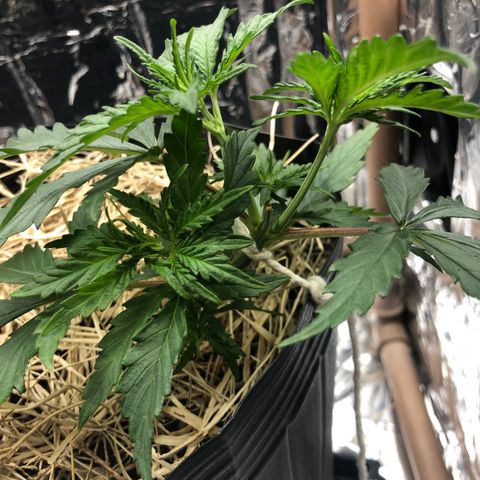 Tonha #1 growlog timeline photo