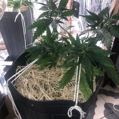 Tonha #1 growlog timeline photo