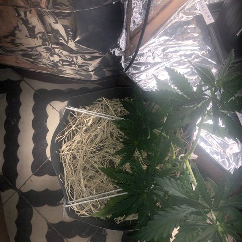 Tonha #1 growlog photo: 5 top buds
