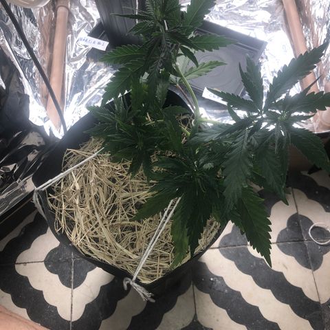 Tonha #1 growlog photo: 5 top buds