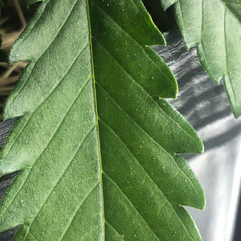 Tonha #1 growlog photo: possível enfermidade? 
