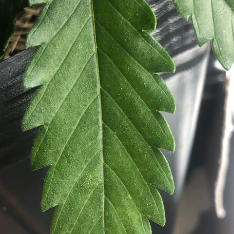 Tonha #1 growlog photo: possível enfermidade? 