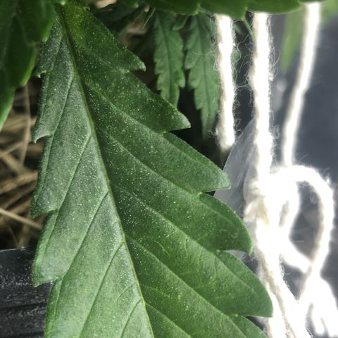 Tonha #1 growlog photo: possível enfermidade? 