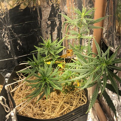 Tonha #1 growlog timeline photo