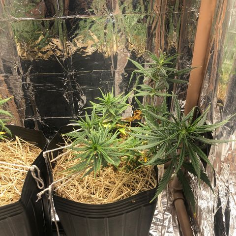 Tonha #1 growlog photo: identificado pré-flores