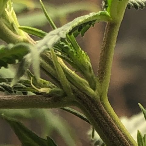 Tonha #1 growlog photo: identificado pré-flores