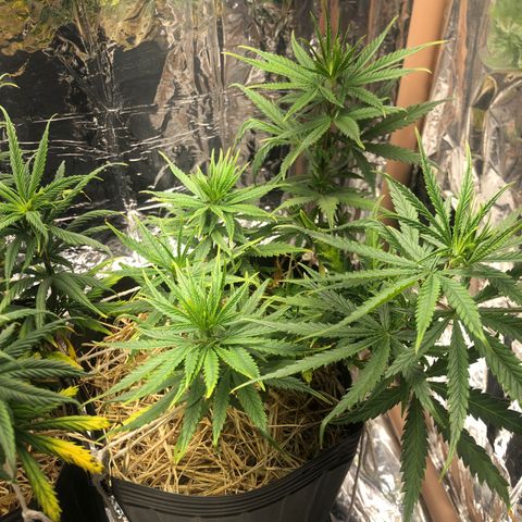 Tonha #1 growlog timeline photo