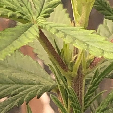 Tonha #1 growlog photo: pré-flores
