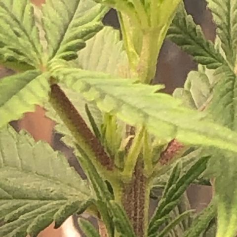 Tonha #1 growlog photo: pré-flores