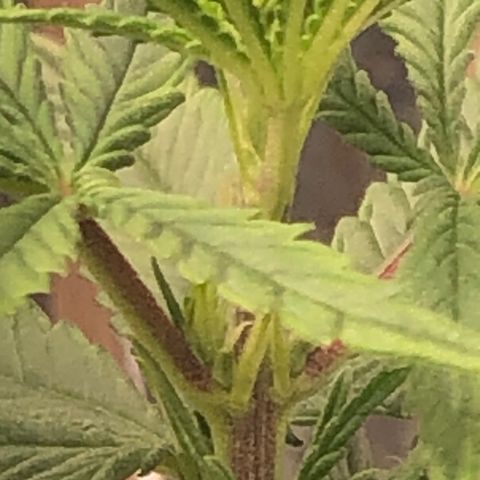 Tonha #1 growlog photo: pré-flores