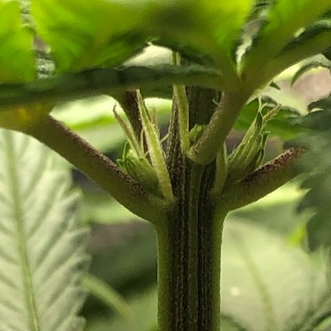 Tonha #1 growlog photo: pré-flores