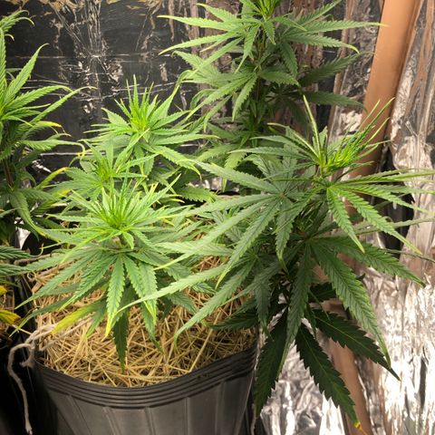 Tonha #1 growlog timeline photo
