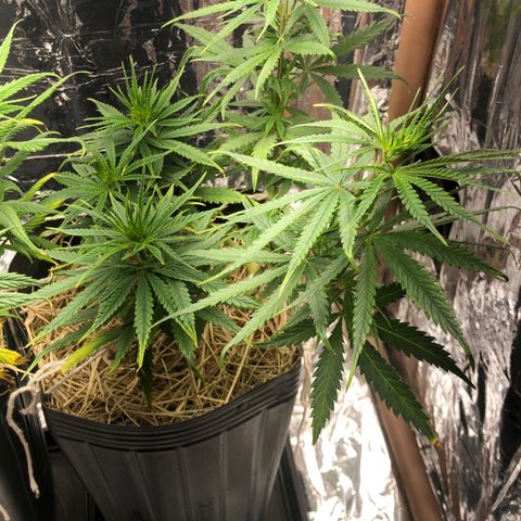 Tonha #1 growlog timeline photo