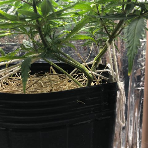 Tonha #1 growlog timeline photo