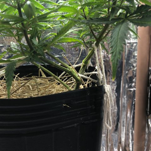 Tonha #1 growlog timeline photo
