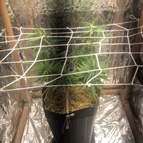 Tonha #1 growlog photo: aplicação de SCRoG caseiro (linha de algodão)