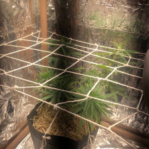 Tonha #1 growlog photo: aplicação de SCRoG caseiro (linha de algodão)