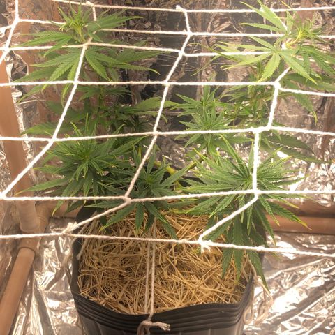 Tonha #1 growlog timeline photo