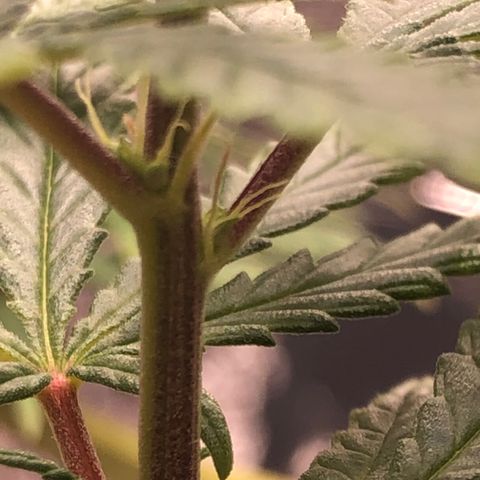 Tonha #1 growlog photo: Aumentei o BBLR