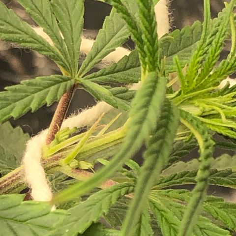 Tonha #1 growlog photo: Aumentei o BBLR