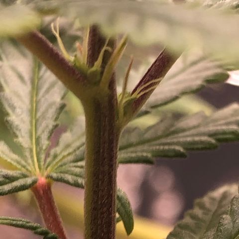 Tonha #1 growlog photo: Aumentei o BBLR