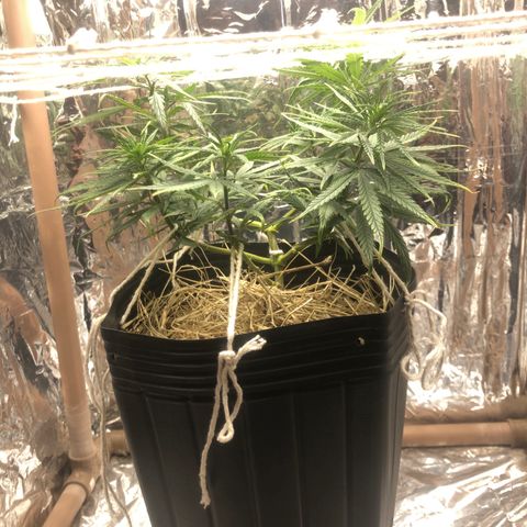 Tonha #1 growlog photo: Aumentei o BBLR