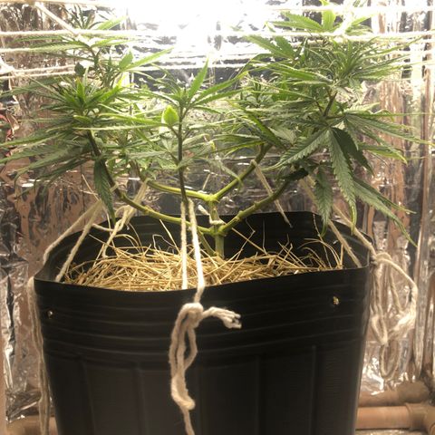 Tonha #1 growlog photo: Aumentei o BBLR