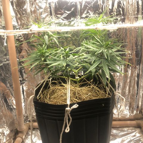 Tonha #1 growlog timeline photo