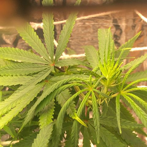 Tonha #1 growlog photo: Supercropping