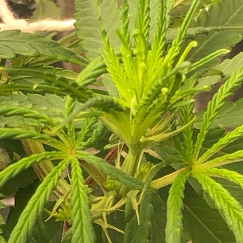 Tonha #1 growlog photo: Supercropping