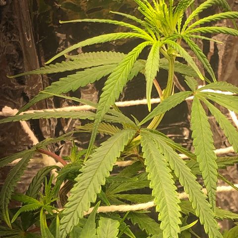 Tonha #1 growlog photo: Supercropping