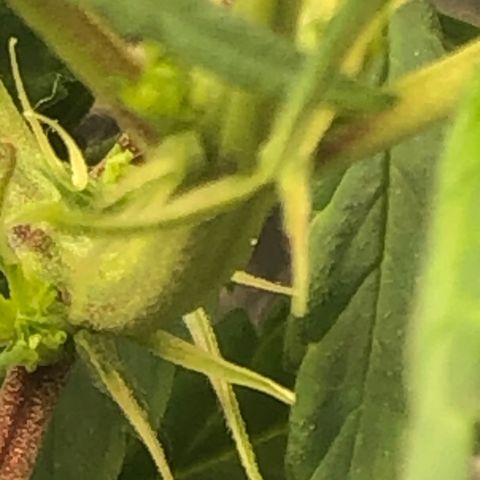 Tonha #1 growlog photo: Pistilos