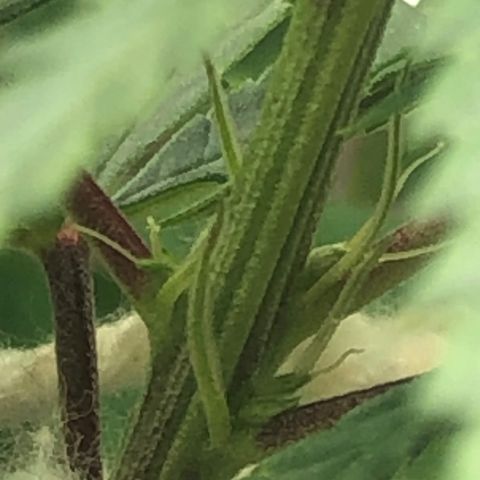 Tonha #1 growlog photo: Pistilos