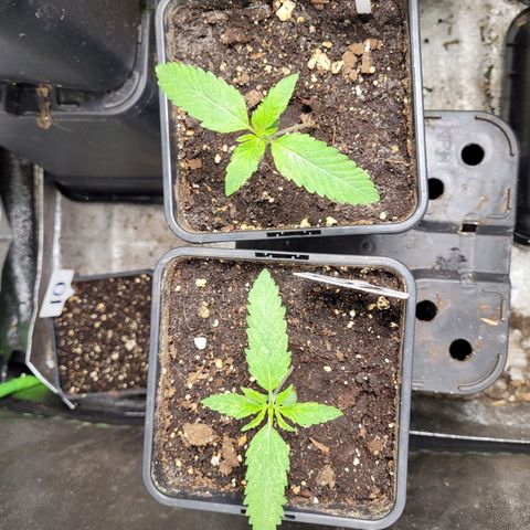 Chef Smurf growlog photo: Add water