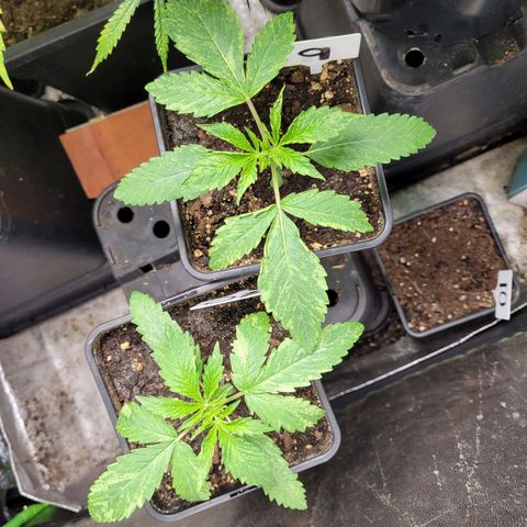 Chef Smurf growlog photo: Humidity issues hopefully it recovers