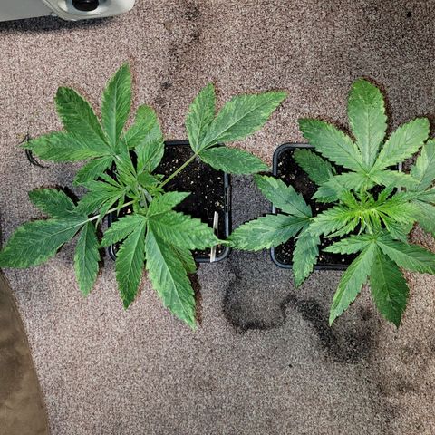 Chef Smurf growlog photo: Still has a leaf disease that seem to be growing with the plant.  Don't know if it's a characteristic of this strain... but it's Def not stopping just yet.  I hope in a few weeks it recovers from it...