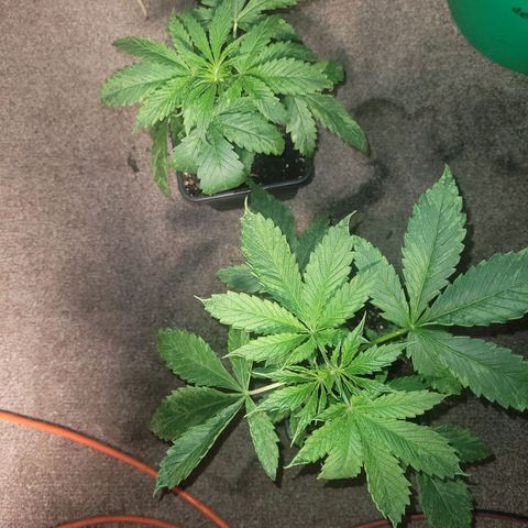 Chef Smurf growlog timeline photo