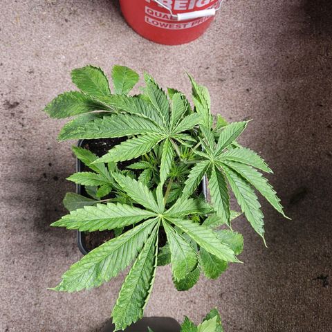 Chef Smurf growlog photo: Transpanted