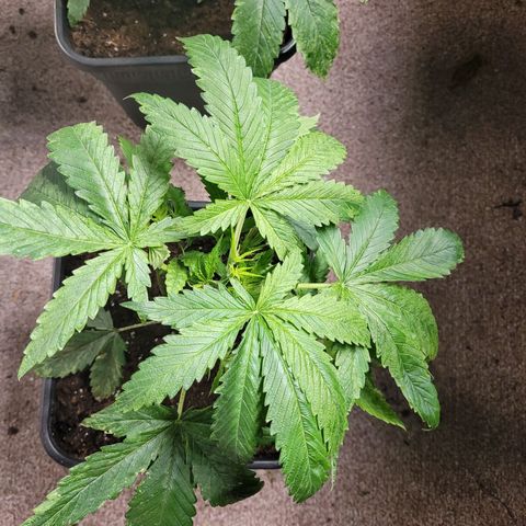 Chef Smurf growlog photo: Transpanted