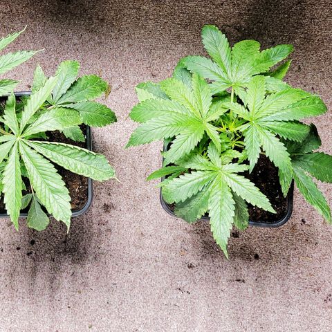 Chef Smurf growlog photo: Transpanted