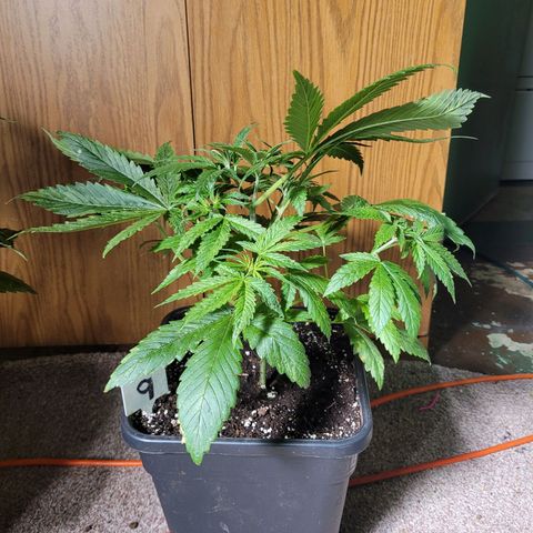 Chef Smurf growlog timeline photo