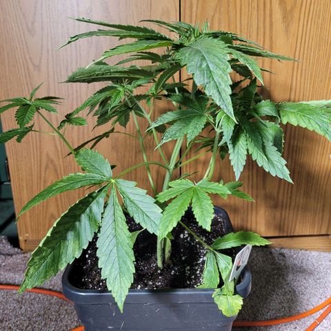 Chef Smurf growlog timeline photo