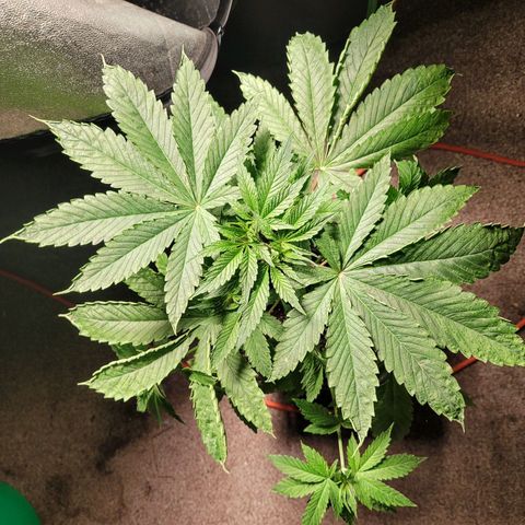 Chef Smurf growlog timeline photo