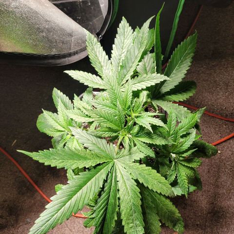 Chef Smurf growlog timeline photo