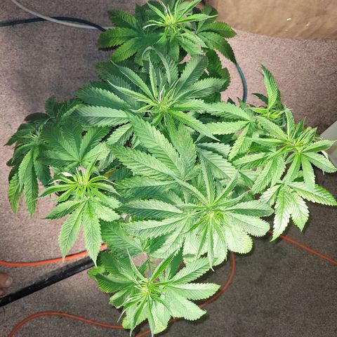Chef Smurf growlog timeline photo