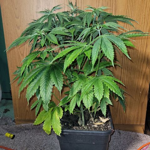 Chef Smurf growlog timeline photo