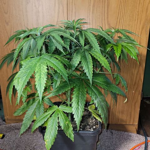 Chef Smurf growlog timeline photo
