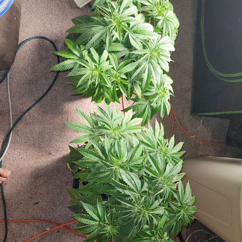 Chef Smurf growlog timeline photo