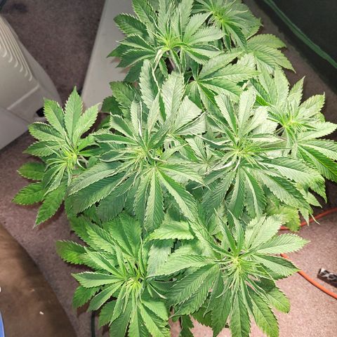 Chef Smurf growlog timeline photo